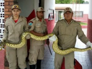 Foto: Corpo de Bombeiros/MS